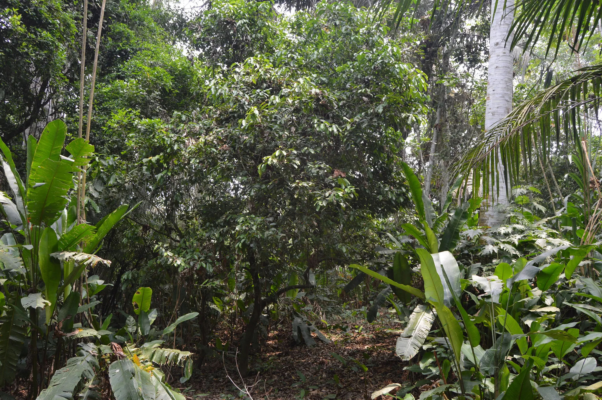 Este árbol Sarcaulus era común en el bosque de ribera del río Isiboro River y actualmente está descrito como una nueva especie para la ciencia. Foto: Huber Villca